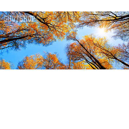 
                Wald, Herbstlaub, Baumkrone, Blattfärbung                   