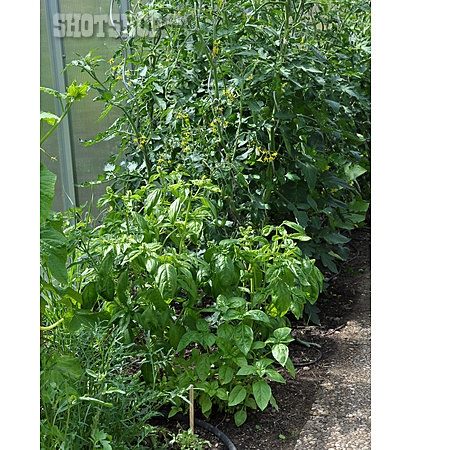 
                Basilikum, Tomatenpflanze                   