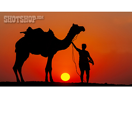 
                Wüste, Urlaub, Abendrot, Kamel                   