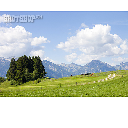 
                Weide, Allgäu, Alpen                   
