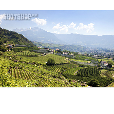 
                Südtirol, Weinbaugebiet                   