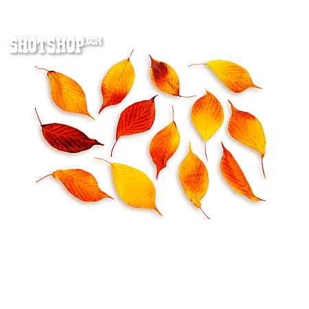 
                Herbstlaub, Herbstblatt                   