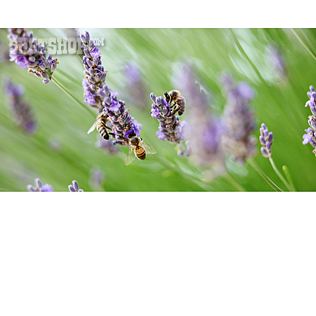 
                Honigbiene, Lavendel                   