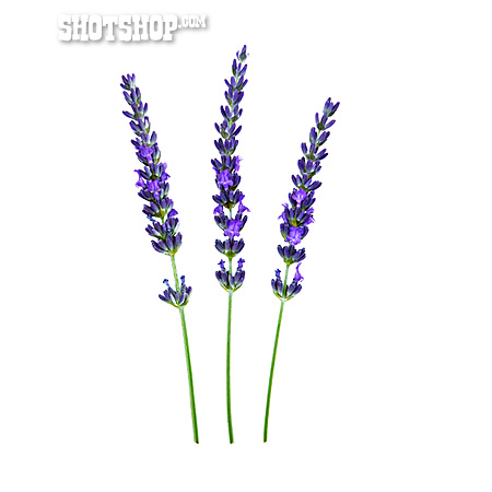 
                Lavendel, Duftpflanze, Lavendelblüte                   
