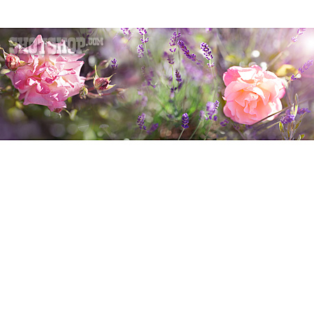 
                Rosen, Lavendel                   