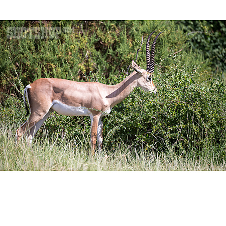 
                Impala                   