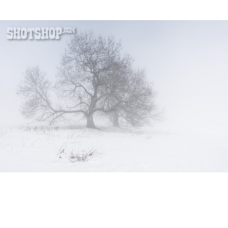 
                Baum, Winter, Nebel                   