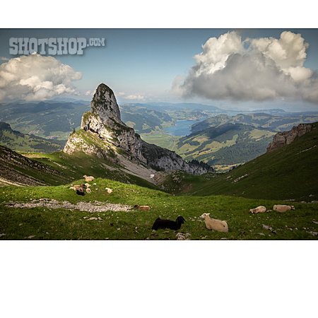 
                Schafe, Almwiese, Schweizer Alpen                   