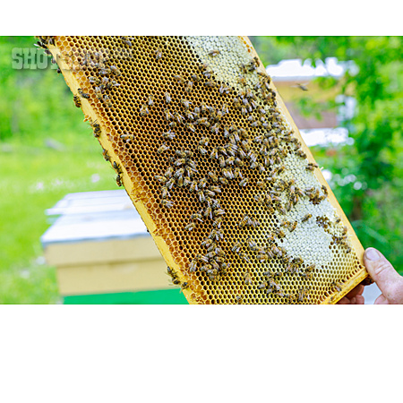 
                Honigwabe, Honigproduktion, Honigbienen                   