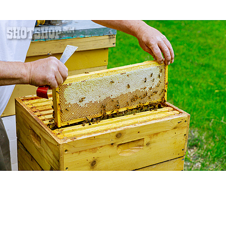 
                Bienenstock, Honigwabe, Honigproduktion                   
