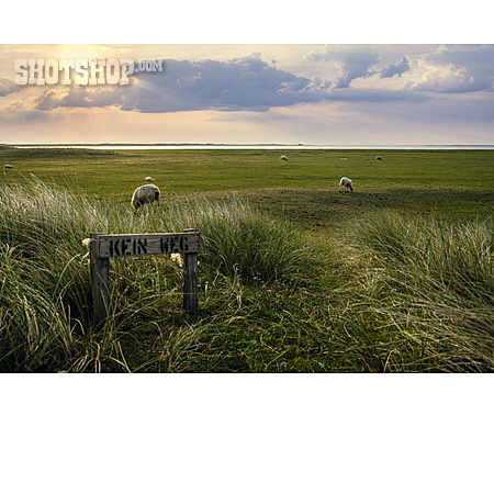 
                North Sea, Sheep-run, Friesland                   