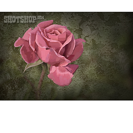 
                Rose, Photopainting                   