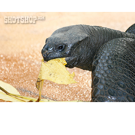 
                Aldabra-riesenschildkröte                   