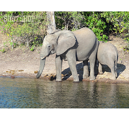 
                Elefant, Wasserloch                   