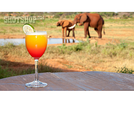 
                Erfrischung, Cocktail, Safari                   