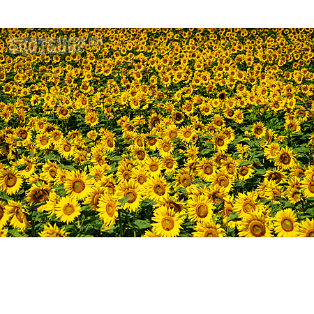 
                Sonnenblumenfeld                   