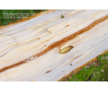 
                Wood, Larva, Pityophthorus Pityographus                   
