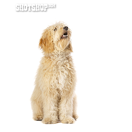
                Hund, Goldendoodle                   
