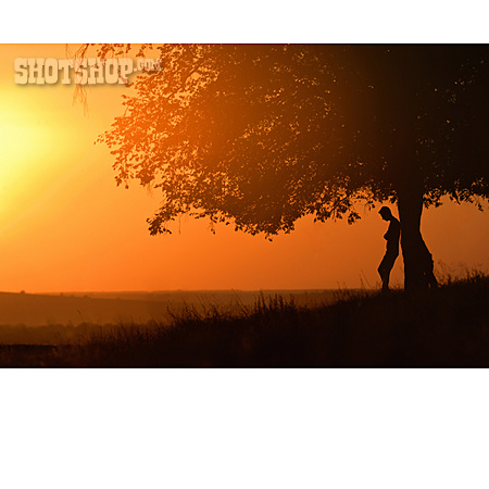 
                Man, Sunset, Tree, Silhouette                   