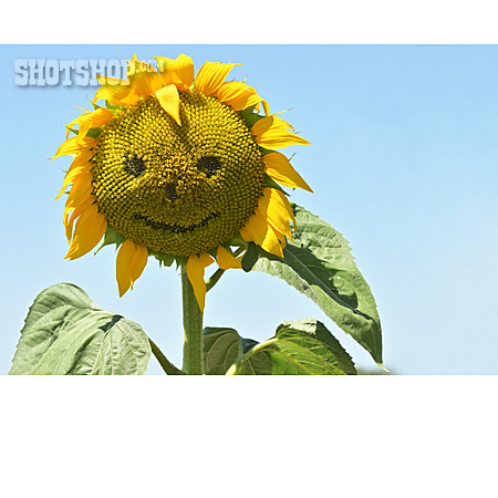 
                Lächeln, Sonnenblume, Gesicht                   