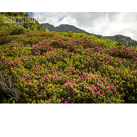 
                Rostblättrige Alpenrose                   