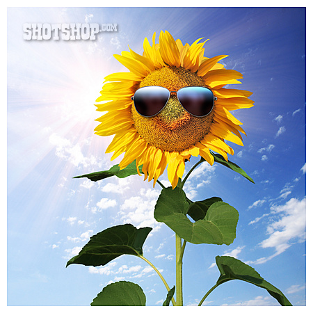 
                Sommer, Sonnenblume, Sonnenbrille, Sonnig                   