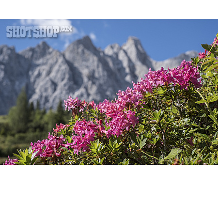 
                Rostblättrige Alpenrose                   