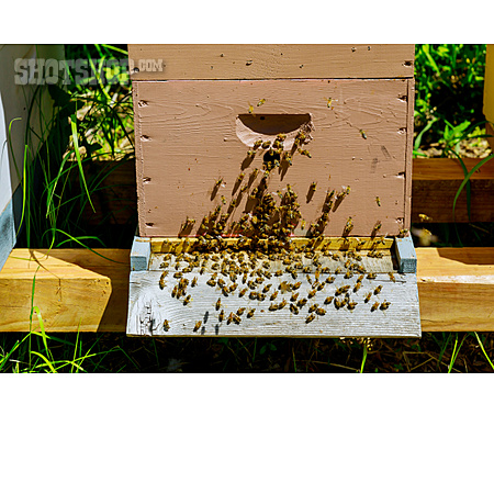 
                Bienenstock, Bienenvolk, Honigbienen                   