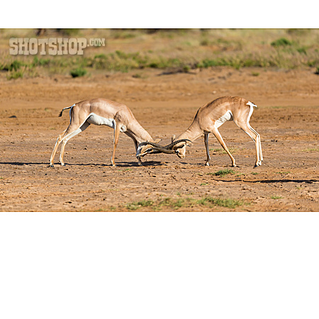 
                Kämpfen, Antilope                   