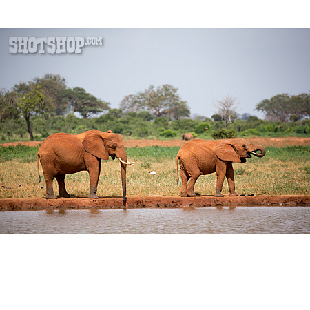 
                Wasserloch, Afrikanischer Elefant                   
