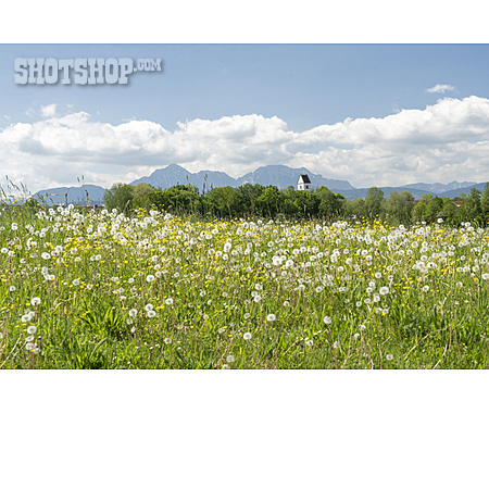 
                Blumenwiese, Berchtesgadener Land, Voralpenland                   