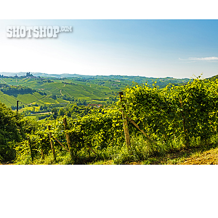 
                Piemont, Weinanbaugebiet                   