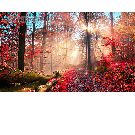 
                Wald, Herbst, Nebel, Sonnenstrahlen                   