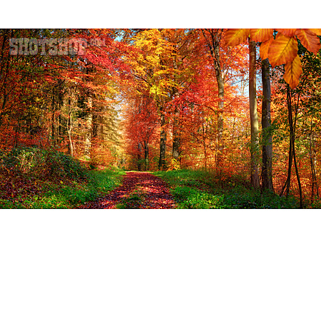
                Wald, Waldweg, Herbstfarben                   