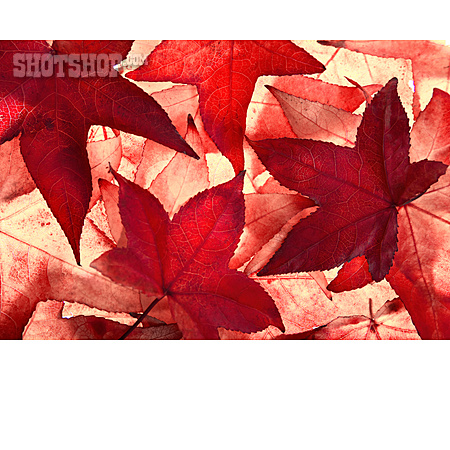 
                Herbstfärbung, Spitzahorn                   