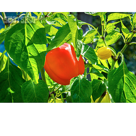 
                Gemüseanbau, Rote Paprika                   