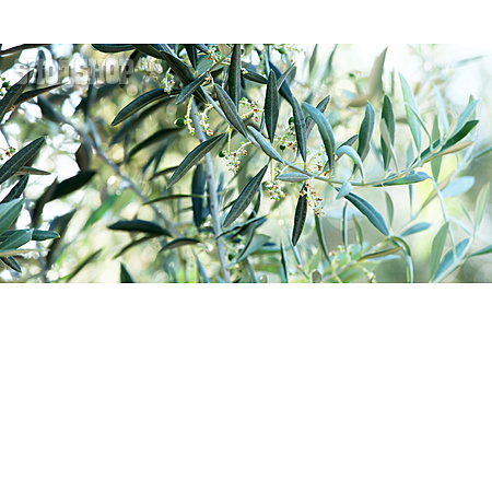 
                Olivenbaum, Fruchtstand                   