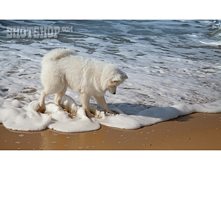 
                Strand, Hund                   