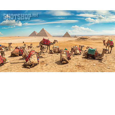 
                ägypten, Kamele, Pyramiden Von Gizeh                   