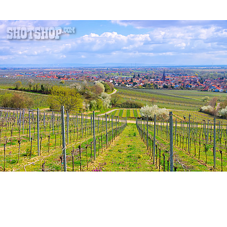 
                Rheinland-pfalz, Weinbaugebiet, Deidesheim                   