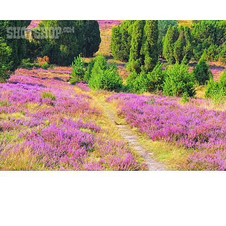 
                Heidekraut, Lüneburger Heide, Heideblüte                   