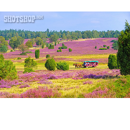 
                Ausflug, Lüneburger Heide, Pferdekutsche                   