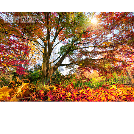 
                Baum, Herbstlaub, Herbstlich                   