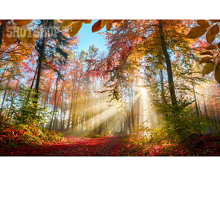 
                Wald, Sonnenstrahlen, Herbstlicht                   