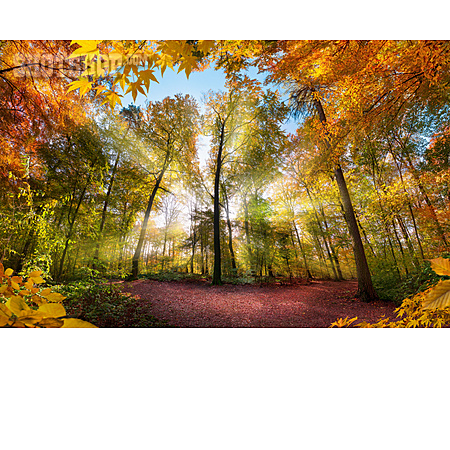 
                Forest, Autumn, Sunbeams, Autumn Forest, Autumn Light                   
