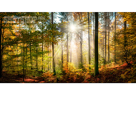 
                Wald, Sonnenstrahlen, Herbstlicht                   