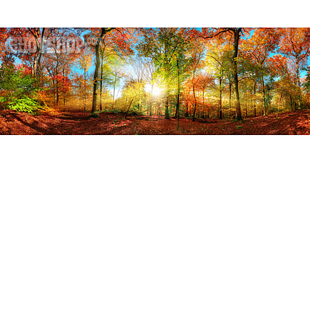 
                Sonnenstrahlen, Herbstfärbung, Herbstlicht                   