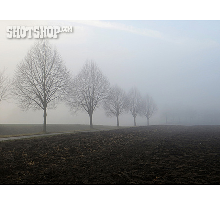 
                Nebel, Baumreihe, Landstraße                   