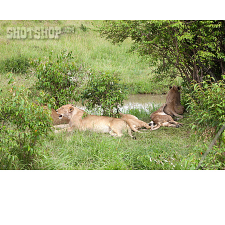 
                Tierfamilie, Löwen                   