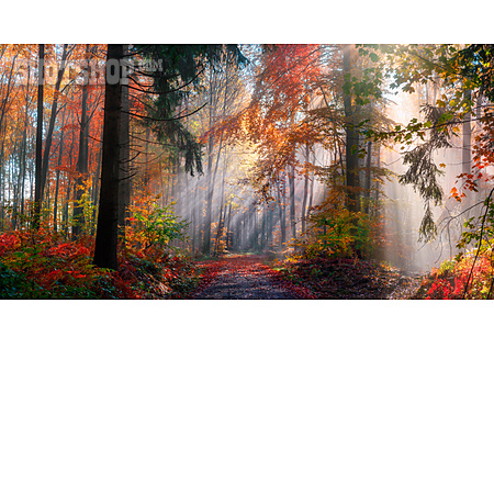 
                Wald, Herbst, Nebel, Sonnenstrahlen                   